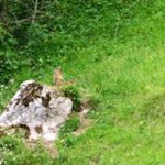 Murmeltiere südlich des Peitlerkofel