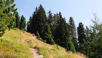 Durch Wiesen und Wälder auf den Sambock