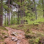 Zuletzt steigt der Weg sanft zum Wolfsgrubener See an