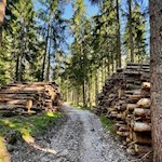 Leichter Waldspaziergang nach Bad Ratzes