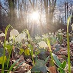 Ende-Februar-gedeihen-tausende-Märzenbecher-im-Frühlingstal