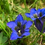 Auch der tiefblaue Enzian gedeiht in den Wiesen unterhalb des Rosengarten