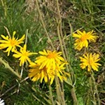 In den blumenreichen Almwiesen gedeiht auch die schmerzlindernde Arnika