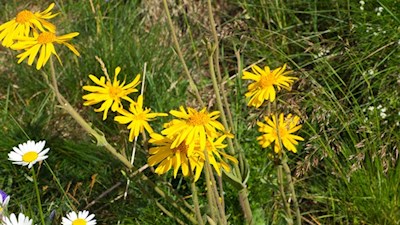 In den blumenreichen Almwiesen gedeiht auch die schmerzlindernde Arnika