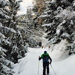 Der Waldweg Nr. 3 führt im steten Anstieg durch den Wald