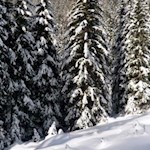 Links und rechts des Weges ragen schneebehangene Bäume in die Höhe