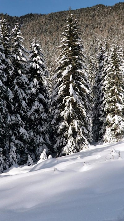 Links und rechts des Weges ragen schneebehangene Bäume in die Höhe