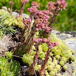 Liebliche Dach-Hauswurz am Wegesrand