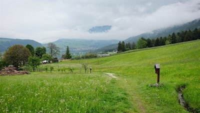 Der Rückweg führt durch grüne Wiesen