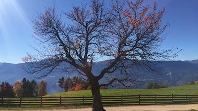 „Nichts ist für mich mehr Abbild der Welt und des Lebens als der Baum.“ (Christian Morgenstern)