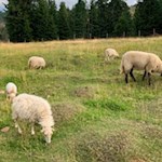 Auch Schafe weiden um die Auerleger Alm