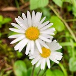 Gänseblümchen umsäumen den Seeweg Tru di Lec