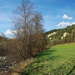Im Hintergrund ragen die Neustifter Erdpyramiden zwischen den Baumwipfeln hervor
