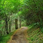 Durch einen grünen Blätterwald zum Vahrner See