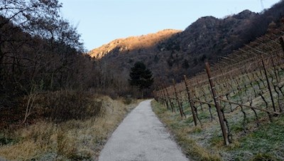 In und um Atzwang wurde bereits zur Zeit der Räter Wein angebaut