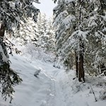 Abkürzung durch den Wald