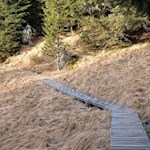 Ein sicherer Brettersteig führt über eine moorige Passage