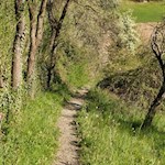 Durch sanfte Wiesen nach Völs