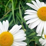 Auch die Margerite gedeiht am Fuße des Rosengarten