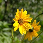 „Wie viel Schönheit empfängt das Herz durch das Auge!“ (Leonardo da Vinci)