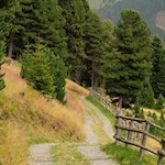 Um den Zirbelkieferweg gedeihen zahlreiche Zirben