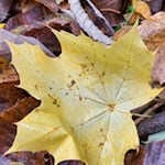 Auch der Ahorn gedeiht an den Eisacktaler Hängen