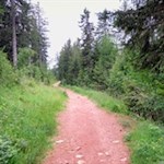 Im sanften Anstieg durch den Wald zur Zuegghütte