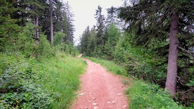 Im sanften Anstieg durch den Wald zur Zuegghütte