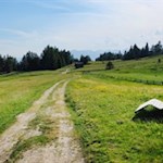 Sanft steigt der Weg auf die Rodenecker Alm an