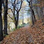 Durch das raschelnde Herbstlaub auf den Ritten