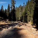 Der Weg zur Coltrondohütte führt durch einen dichten Wald