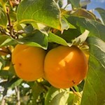 Auch Kaki gedeihen in Kollmann