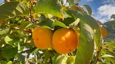 Auch Kaki gedeihen in Kollmann