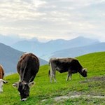 Zufriedene Weidekühe am Lanerweg