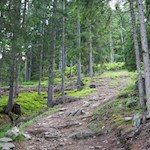 Im steten Anstieg durch den stein- und wurzelbeschlagenen Wald