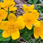 Dotterblumen am Naturerlebnisweg Zans