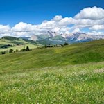 In den Wiesen der Seiser Alm gedeihen über 800 verschiedene Pflanzenarten