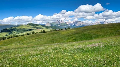 In den Wiesen der Seiser Alm gedeihen über 800 verschiedene Pflanzenarten