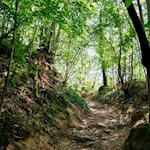 Die Wanderung zur Leuchtenburg führt im steten Anstieg durch den Wald