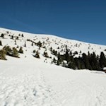 Über die zirbenbewachsenen Hänge auf den Gabler