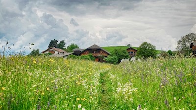 Durch ein leuchtendes Blumenmeer nach St. Valentin