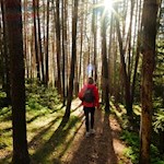 Der Elfenweg führt durch den schattenspendenden Wald