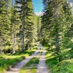 In the initially gentle climb through the forest