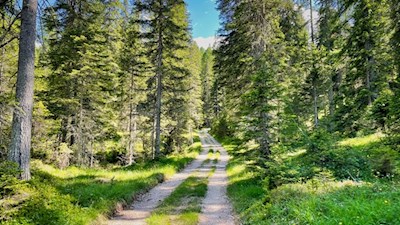 Nella salita inizialmente dolce attraverso la foresta