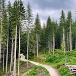 Der Karersee wird von Wald umrahmt