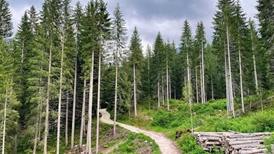 Der Karersee wird von Wald umrahmt