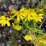 Blümchen auf dem Karlotten Kofel