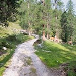 Der Weg steigt durch baumbesetzte Almwiesen in Richtung Rossalm an