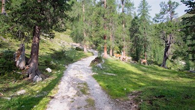 Der Weg steigt durch baumbesetzte Almwiesen in Richtung Rossalm an