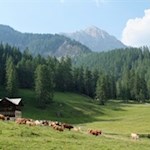 Der erste Anstieg führt durch malerische Almwiesen